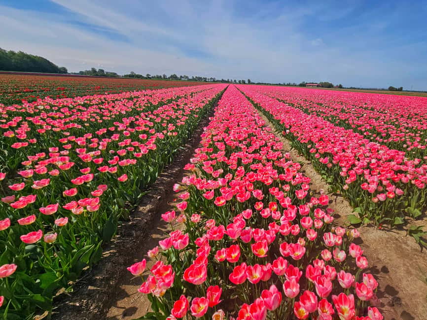 From Amsterdam: Tulip Tour Keukenhof & City Tour Delft - Key details before you book