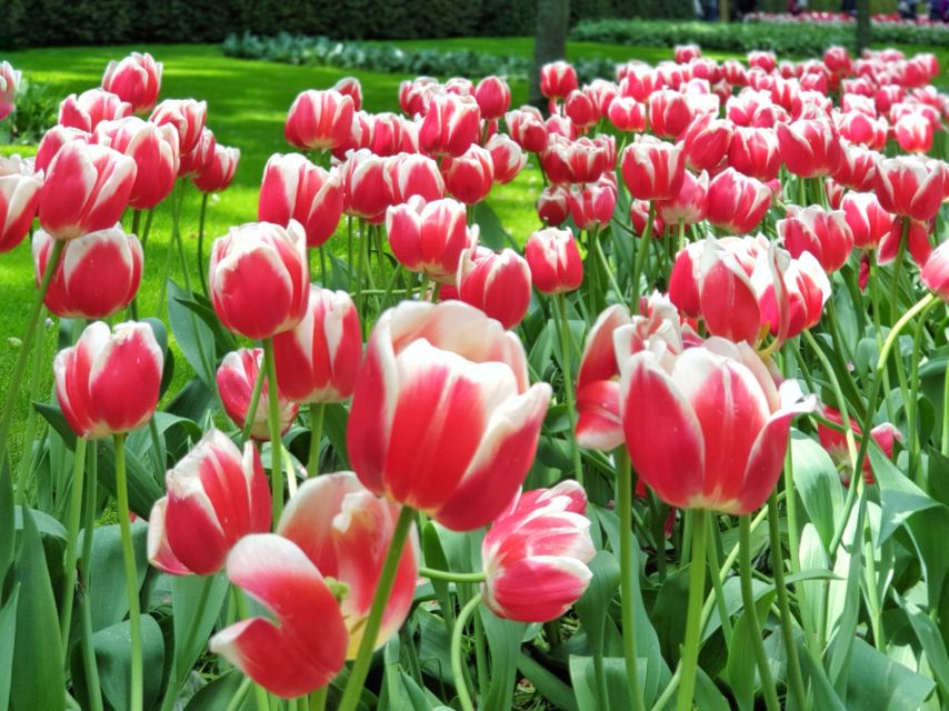 From Amsterdam: Tulip Tour Keukenhof & City Tour Delft - From Amsterdam to the flower fields