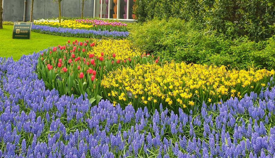 From Amsterdam: Tulip Tour Keukenhof & City Tour Delft - What the flower season can and cannot promise