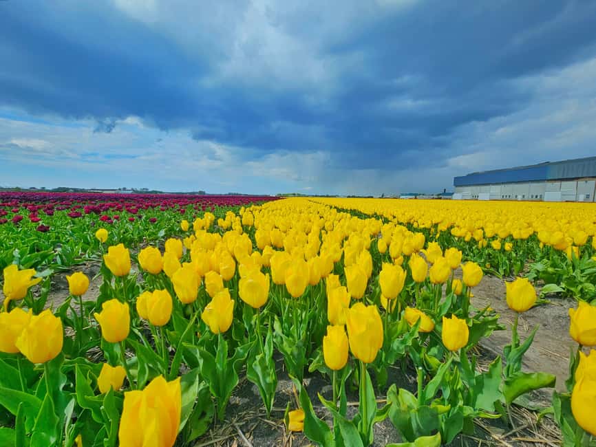 From Amsterdam: Tulip Tour Keukenhof & City Tour Delft - Delft’s old center in about two and a half hours