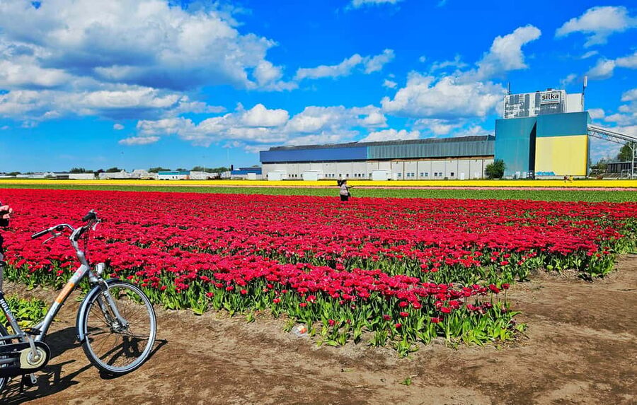 From Amsterdam: Tulip Tour Keukenhof & City Tour Delft - A realistic look at the $169 price