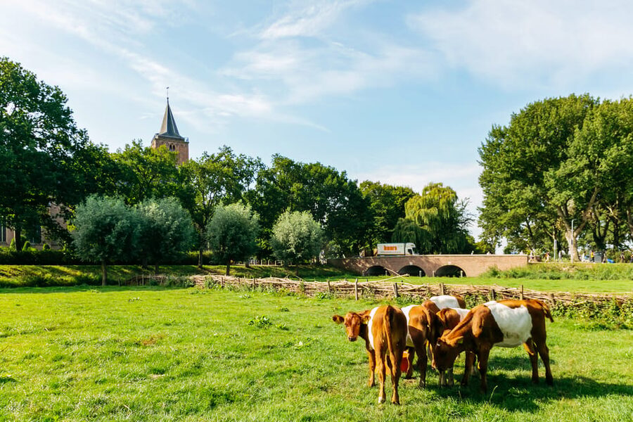 From Amsterdam: Zaanse Schans, Edam, & Marken Full-Day Trip - The cheese farm near Volendam