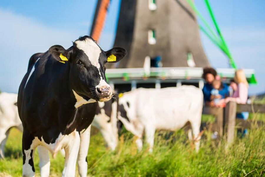 From Amsterdam: Zaanse Schans, Volendam, and Marken Day Trip - Key things to know before you book