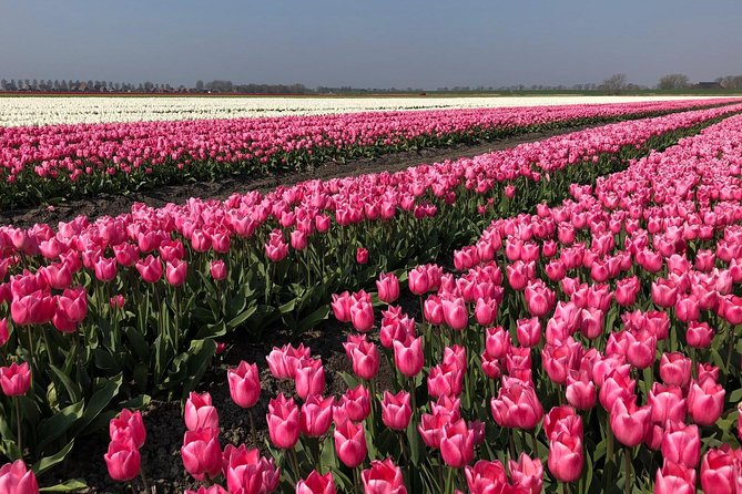 Full day tour to Texel - Friesian Islands - from Amsterdam - Five Hours Exploring Texel