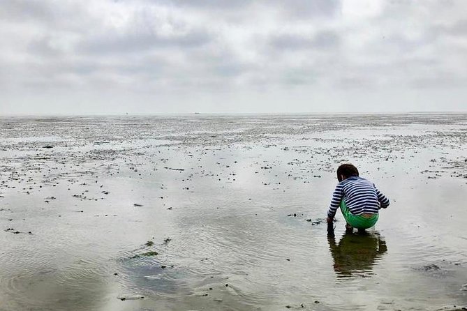 Full day tour to Texel - Friesian Islands - from Amsterdam - Birds, Tides, and the Optional Seal Safari