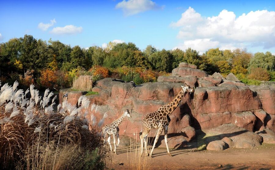 GaiaZOO Entry Ticket - A zoo built around big outdoor settings