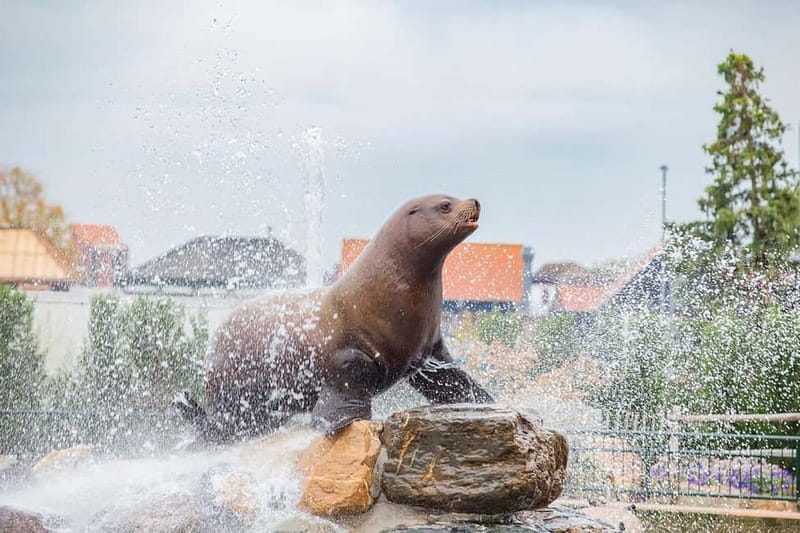 Harderwijk: Dolfinarium Entry Ticket - Shows that add more than a photo stop