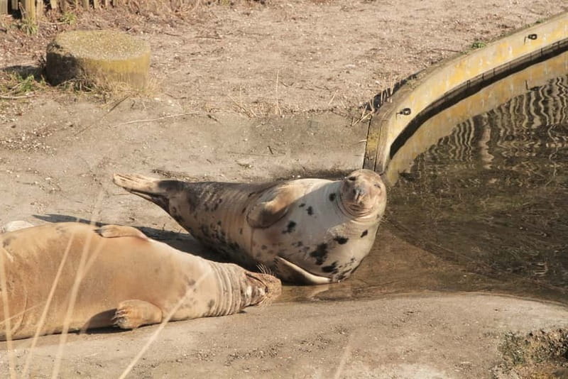 Harderwijk: Dolfinarium Entry Ticket - Practical planning for a smoother visit