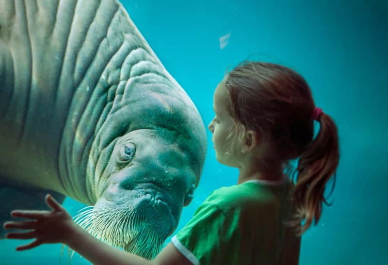 Harderwijk: Dolfinarium Entry Ticket - Starting with the marine animals