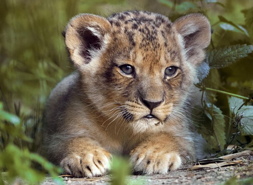 Hilvarenbeek: Safaripark Beekse Bergen Entry Ticket - Who will enjoy this park most?