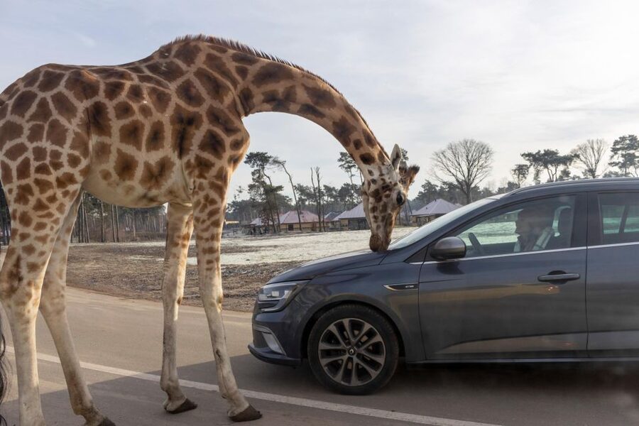 Hilvarenbeek: Safaripark Beekse Bergen Entry Ticket - Driving your own car through the animals