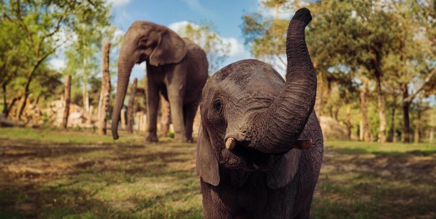 Hilvarenbeek: Safaripark Beekse Bergen Entry Ticket - What the animal collection offers