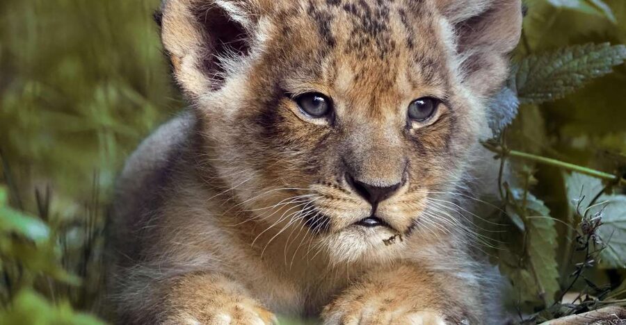Hilvarenbeek: Safaripark Beekse Bergen Entry Ticket - Is $35 good value for a full day?