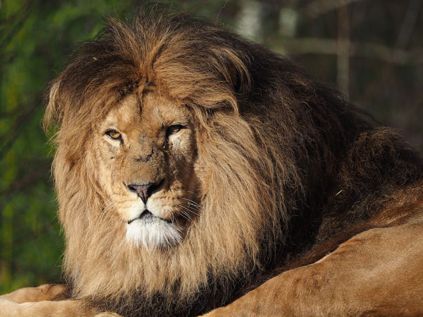 Hilvarenbeek: Safaripark Beekse Bergen Entry Ticket - Small rules that make a big difference