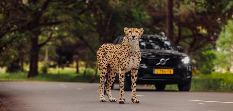 Hilvarenbeek: Safaripark Beekse Bergen Entry Ticket - Starting on foot among lions and penguins