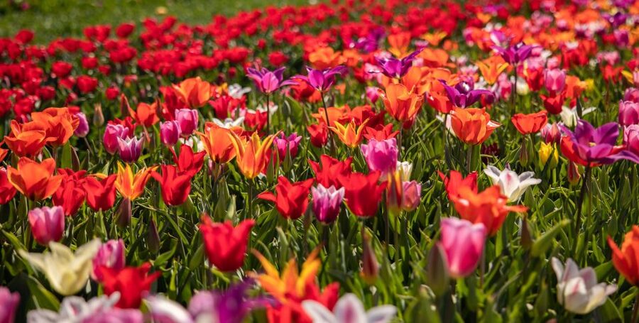 Keukenhof: Flower Fields Small-Group Cultural Bike Tour - Who will enjoy this three-hour experience?
