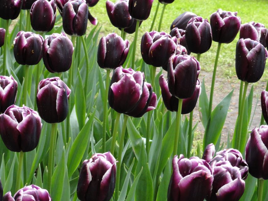 Keukenhof: Flower Fields Small-Group Cultural Bike Tour - Learning how the Dutch bulb trade works