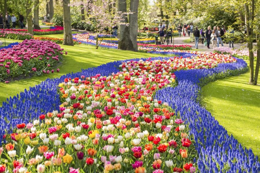 Keukenhof: Flower Fields Small-Group Cultural Bike Tour - Tulip Experience Amsterdam: museum, show garden, and five tulips