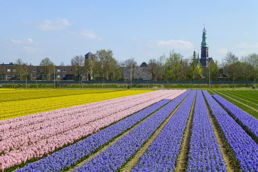 Keukenhof: Flower Fields Small-Group Cultural Bike Tour - Flower timing: the biggest factor in your experience