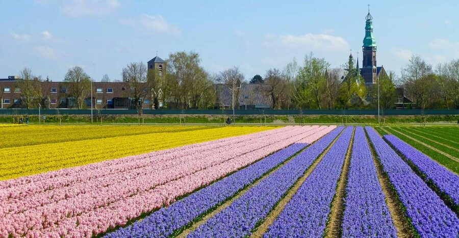Keukenhof: Flower Fields Small-Group Cultural Bike Tour - The price and what you receive for $68
