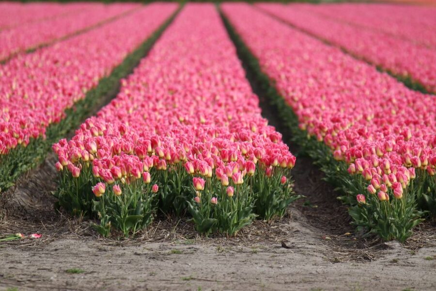 Keukenhof: Flower Fields Small-Group Cultural Bike Tour - Starting beside Keukenhof with less waiting