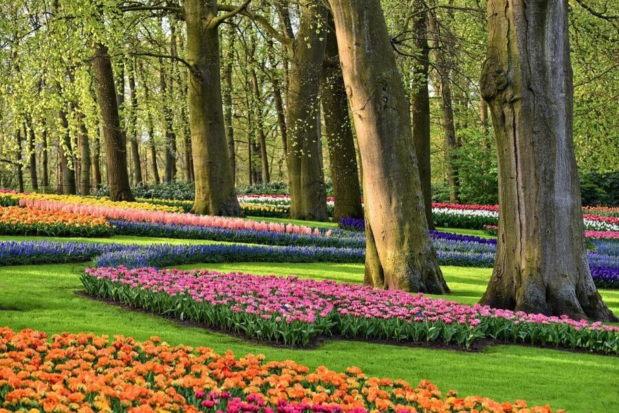Keukenhof Gardens and Tulip Experience Tour from Amsterdam - Why this tour works well from Amsterdam