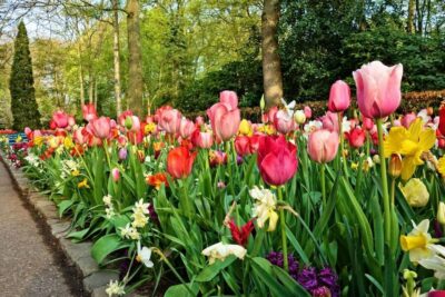 Keukenhof Gardens and Tulip Experience Tour from Amsterdam