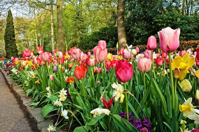 Keukenhof Gardens and Tulips Private Tour from Amsterdam - Timing your tulip visit