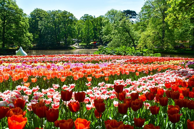 Keukenhof Gardens & Tulip Experience Tour from Amsterdam - Why the flower calendar matters so much