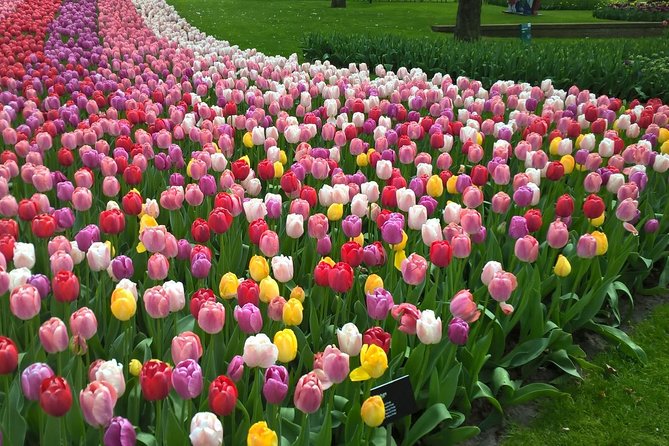 Keukenhof's Tulips and Windmills Small-Group Tour from Amsterdam - One day for four Dutch traditions