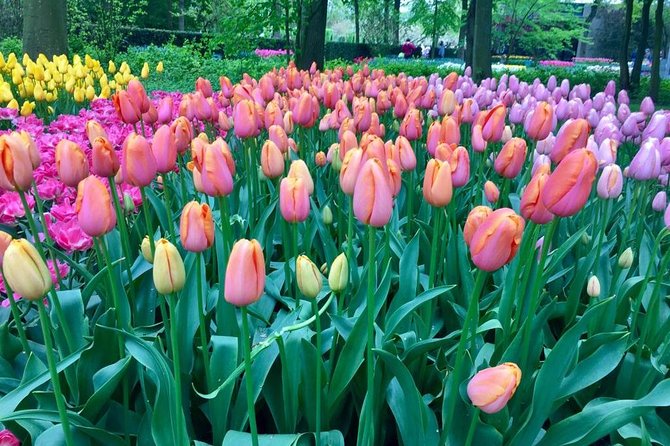 Keukenhof's Tulips and Windmills Small-Group Tour from Amsterdam - Bloom timing can make or break the day