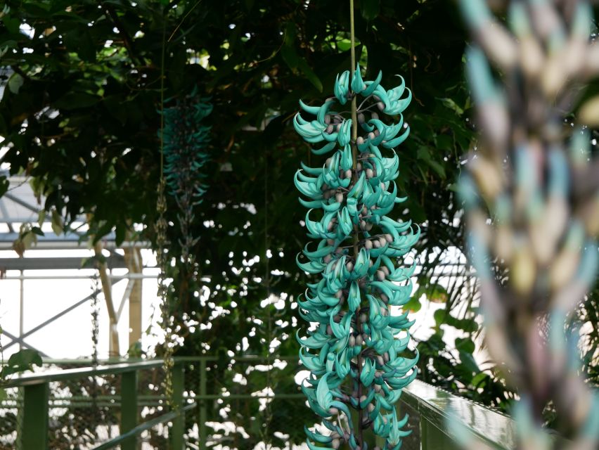 Leiden: Hortus Botanicus Entry Ticket - Key points to know before you go