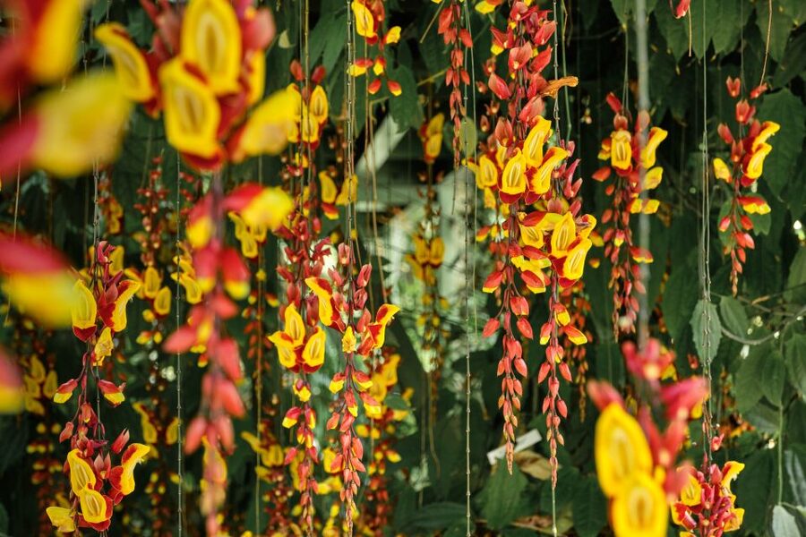 Leiden: Hortus Botanicus Entry Ticket - Ancient trees and the outdoor garden