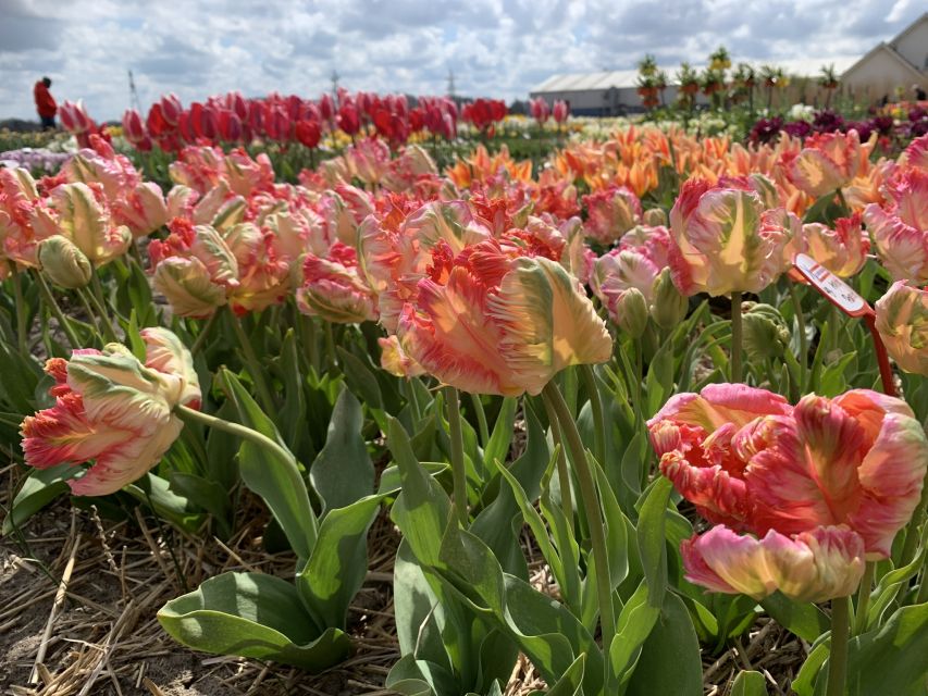 Lisse: Enjoy the Tulip Fields by Bike with a Local Guide! - Booking, Weather, and Language Tips