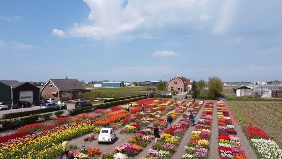 Lisse: Enjoy the Tulip Fields by Bike with a Local Guide! - The Tulip Farm Break