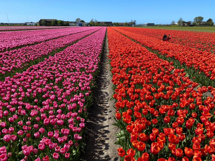 Lisse: Enjoy the Tulip Fields by Bike with a Local Guide! - What the $58 Price Includes