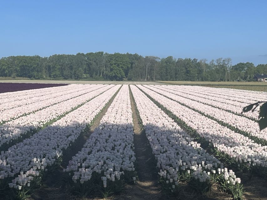 Lisse: Enjoy the Tulip Fields by Bike with a Local Guide! - Riding Into the Village of Lisse