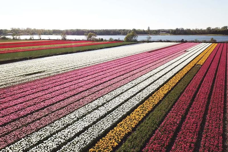 Lisse: Self-Guided Tulip Fields GPS Audio Tour - Following the 20-kilometer GPS route