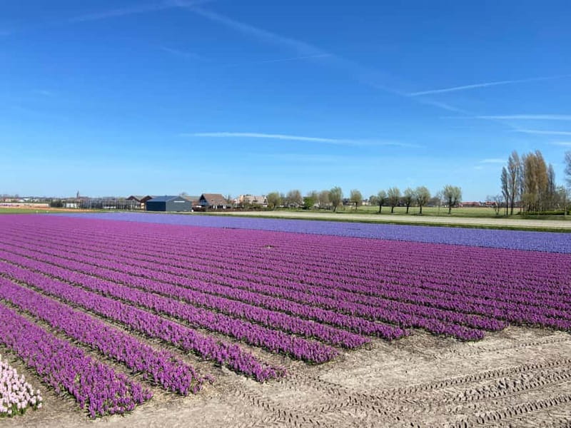 Lisse: Self-Guided Tulip Fields GPS Audio Tour - The audio guide in three languages