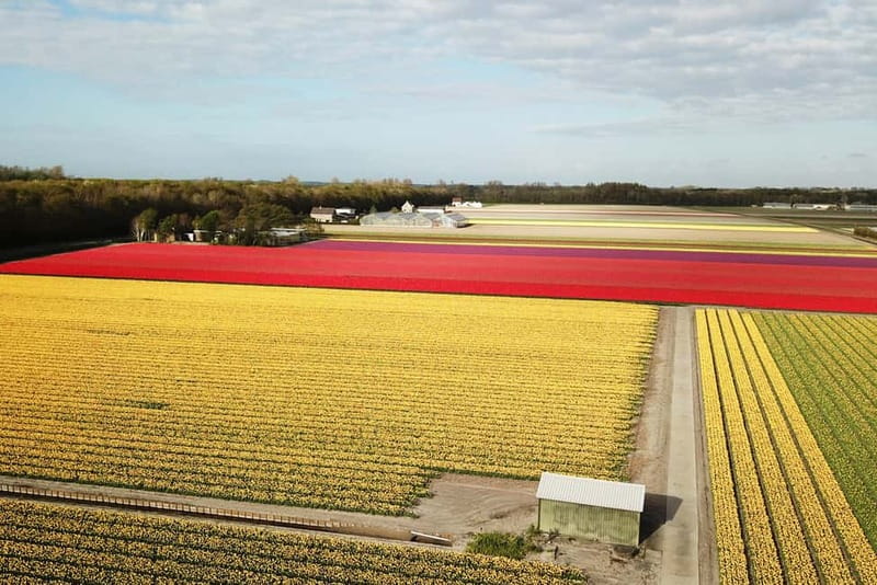 Lisse: Self-Guided Tulip Fields GPS Audio Tour - Starting with the Renault Twizy
