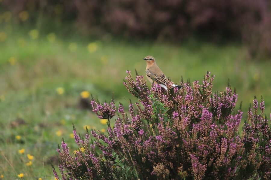 Otterlo: De Hoge Veluwe National Park Entry Ticket - Key things to know before you go