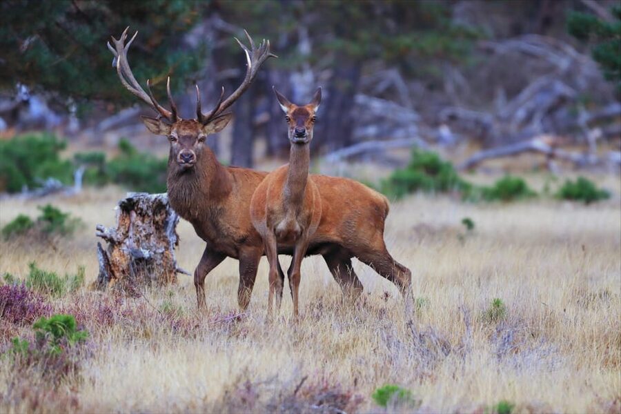 Otterlo: De Hoge Veluwe National Park Entry Ticket - Choosing the right entrance in Gelderland