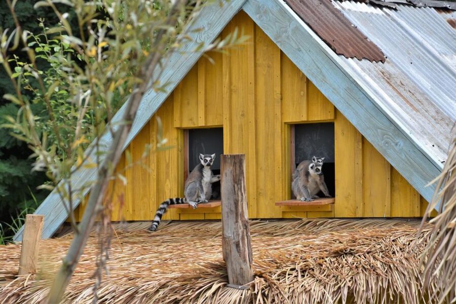 Overloon: ZooParc Entrance Ticket - Amazon turns your eyes toward the trees