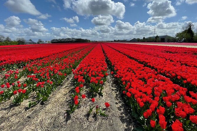 Private Day Tour to Keukenhof Gardens - from Amsterdam/Rotterdam - Who will get the most from this day