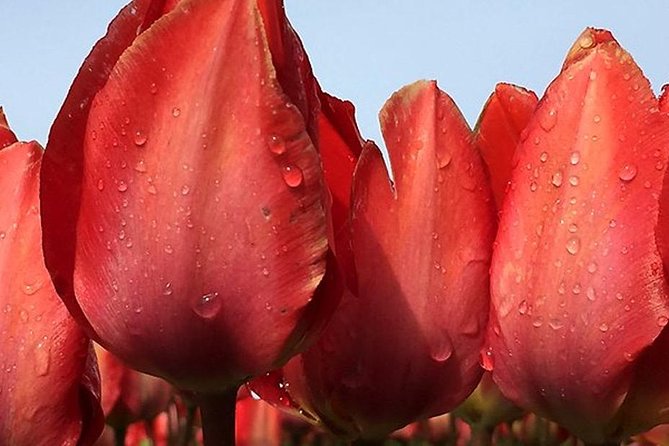 Private Day Tour to Keukenhof Gardens - from Amsterdam/Rotterdam - Two or three photo stops among the tulips