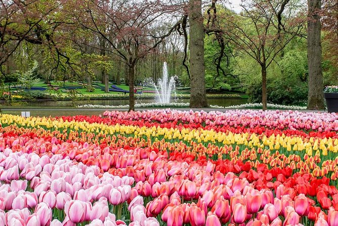 Private Keukenhof Park and Tulip Fields Tour (Skip-The-Line) - From Amsterdam to the Bollenstreek flower fields