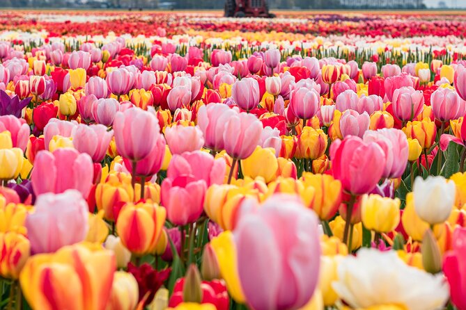 Private Tulip Fields, Windmills and Cheese Tour from Amsterdam - Key points to know before booking