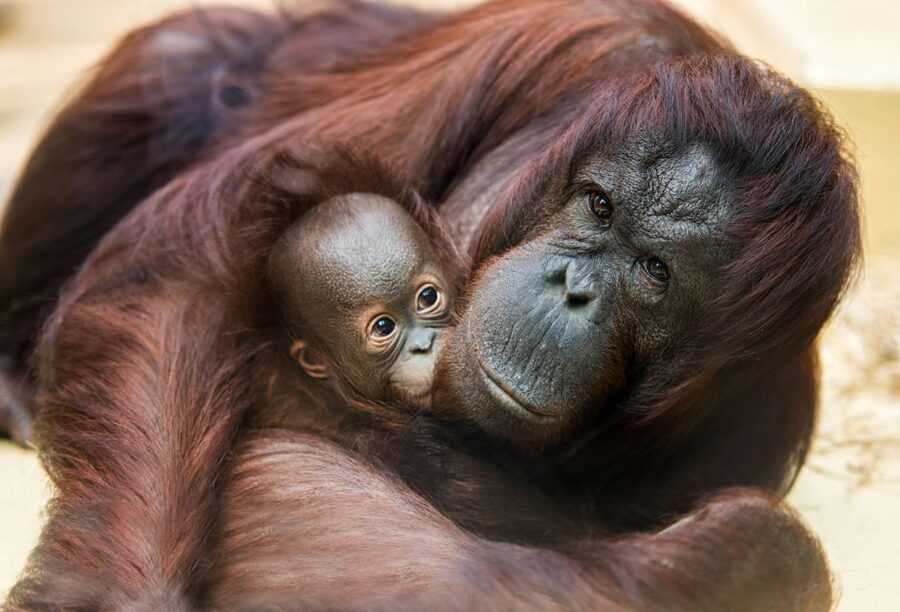 Rhenen: Ouwehands Zoo Entry Ticket - Key things to know before visiting