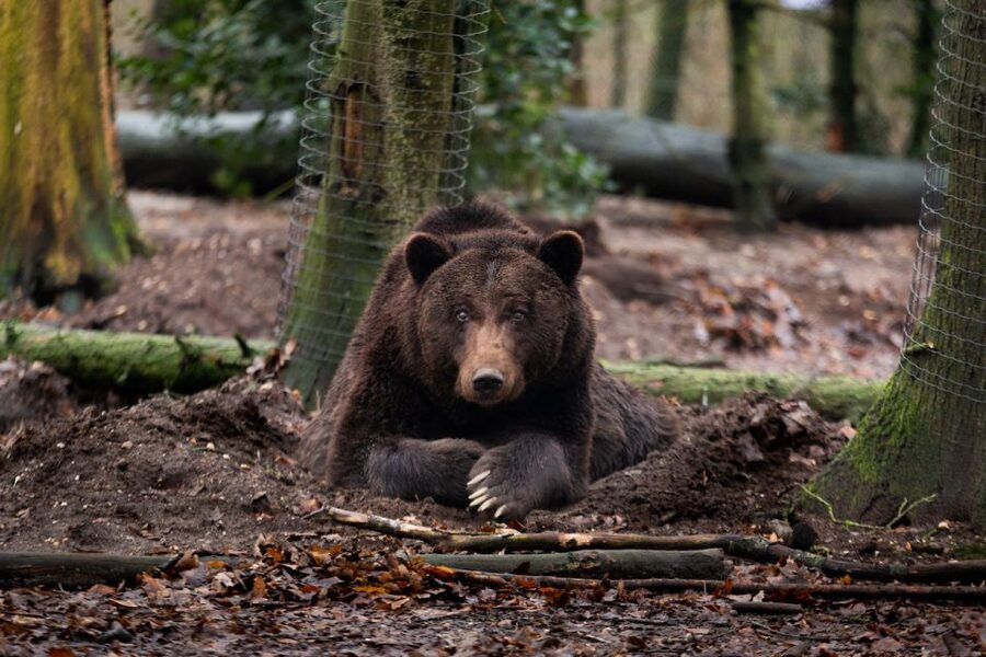 Rhenen: Ouwehands Zoo Entry Ticket - Why Ouwehands Zoo is worth a day in Rhenen