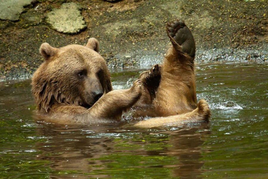 Rhenen: Ouwehands Zoo Entry Ticket - Koalas and red pandas bring quieter moments